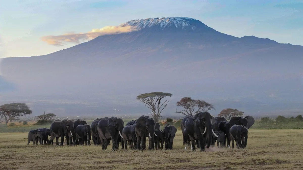 Prix d'Amboseli : budget complet pour votre safari