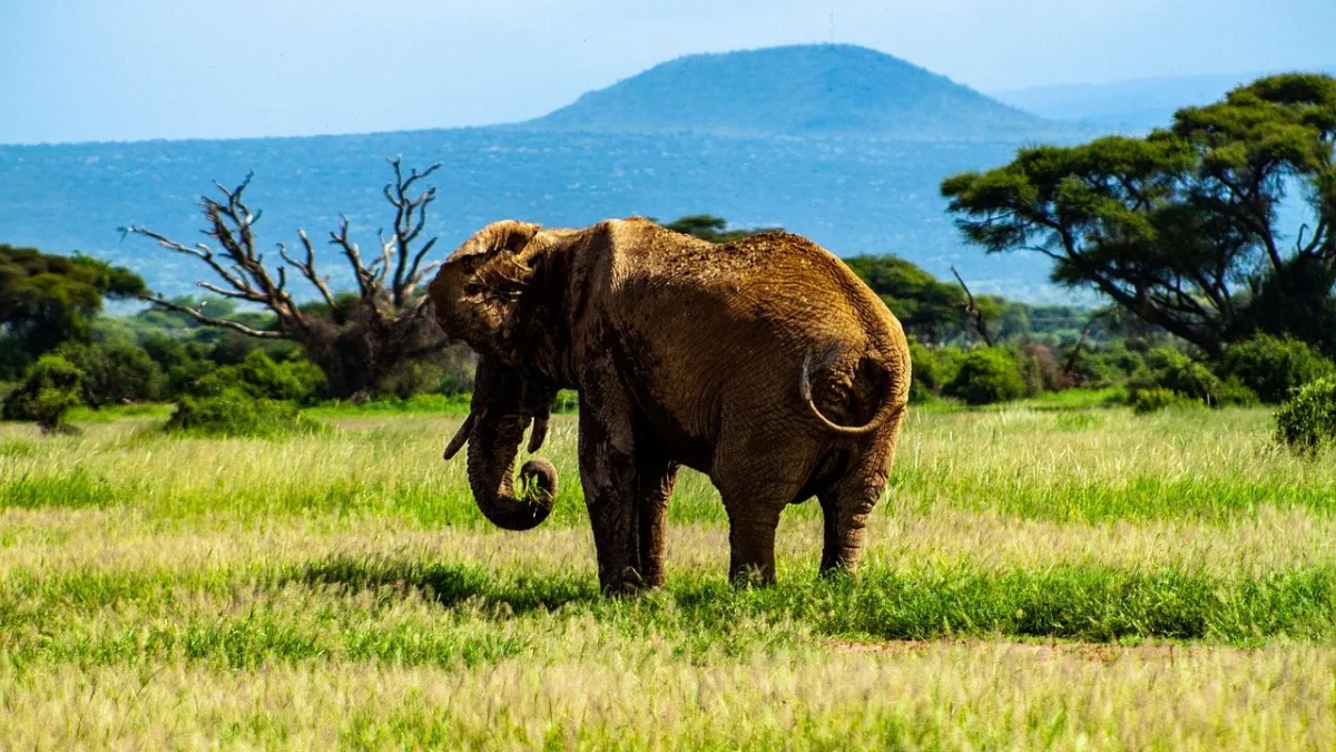 La faune d'Amboseli : guide complet des animaux du parc