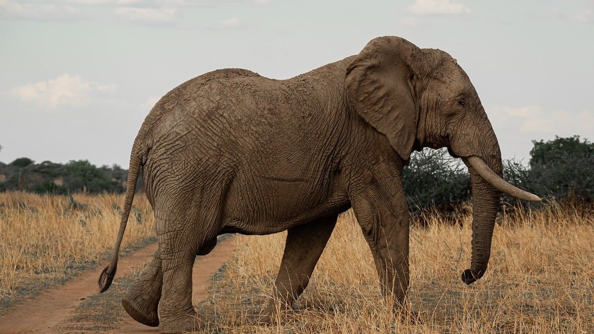 Éléphant de savane au Kenya