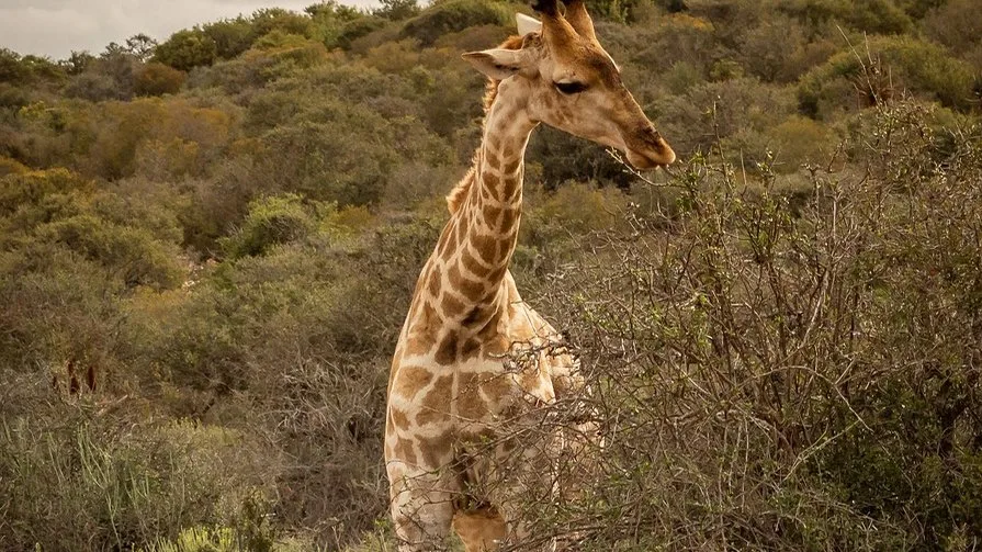 Les girafes du Kenya : trois espèces à découvrir