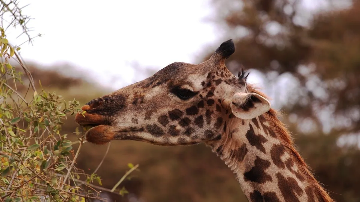Le centre des girafes de Langata à Nairobi
