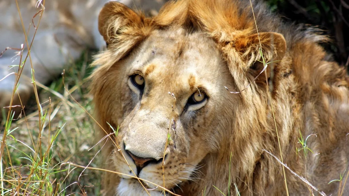 Masai Mara : guide complet de la réserve la plus mythique d'Afrique