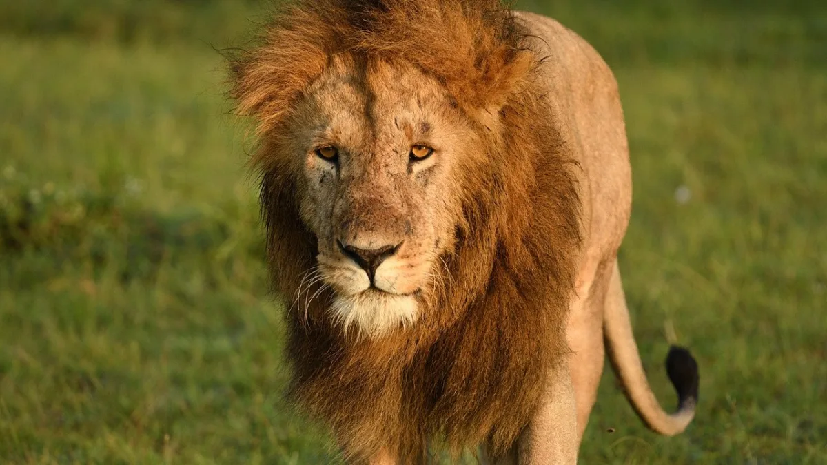 Les lions mangeurs d'hommes de Tsavo : une histoire vraie