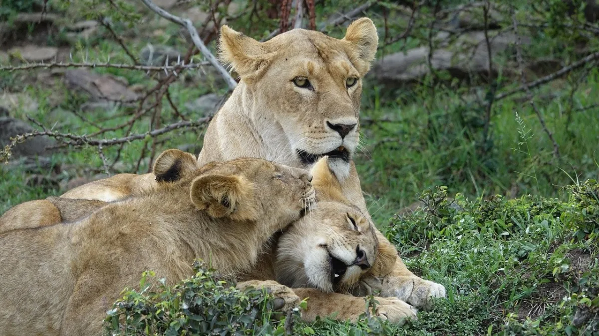 Les conservancies du Masai Mara : safari exclusif et responsable
