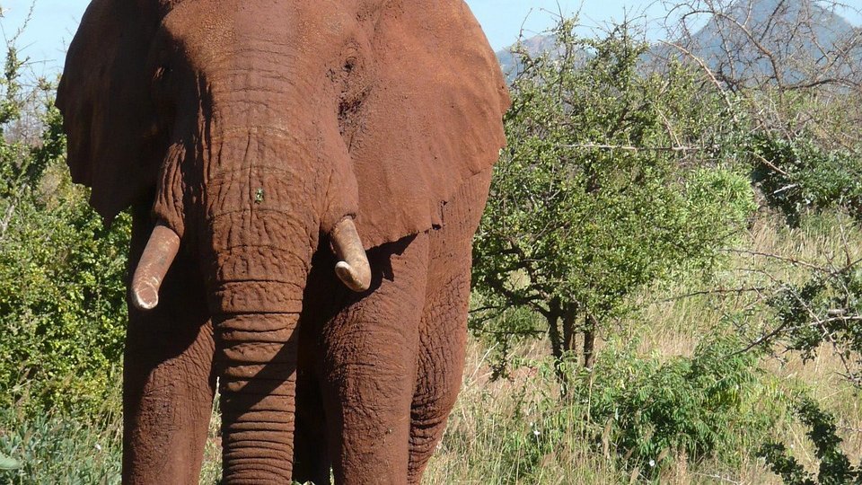 Le parc de Tsavo au Kenya