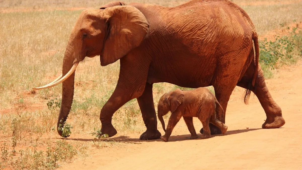 Lodges à Tsavo : où dormir dans le plus grand parc du Kenya