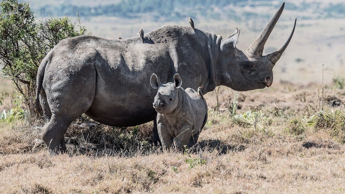 Les conservancies de Laikipia au Kenya