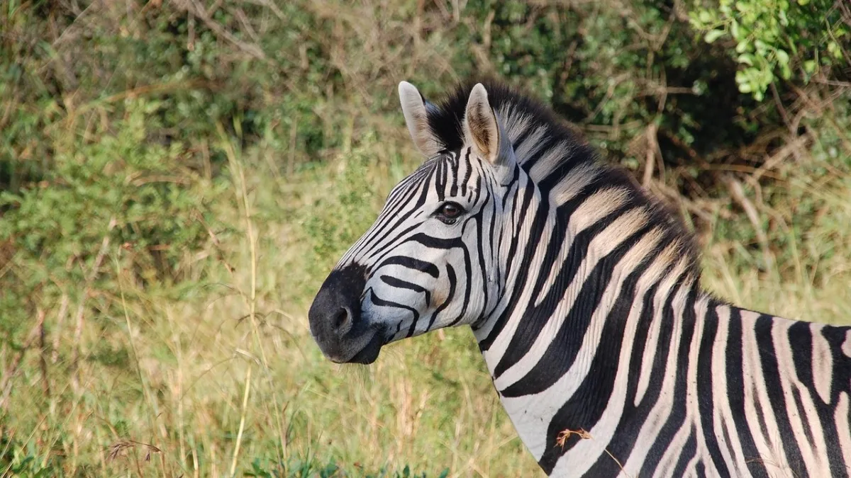 La Grande Migration du Serengeti : calendrier mois par mois et conseils pratiques