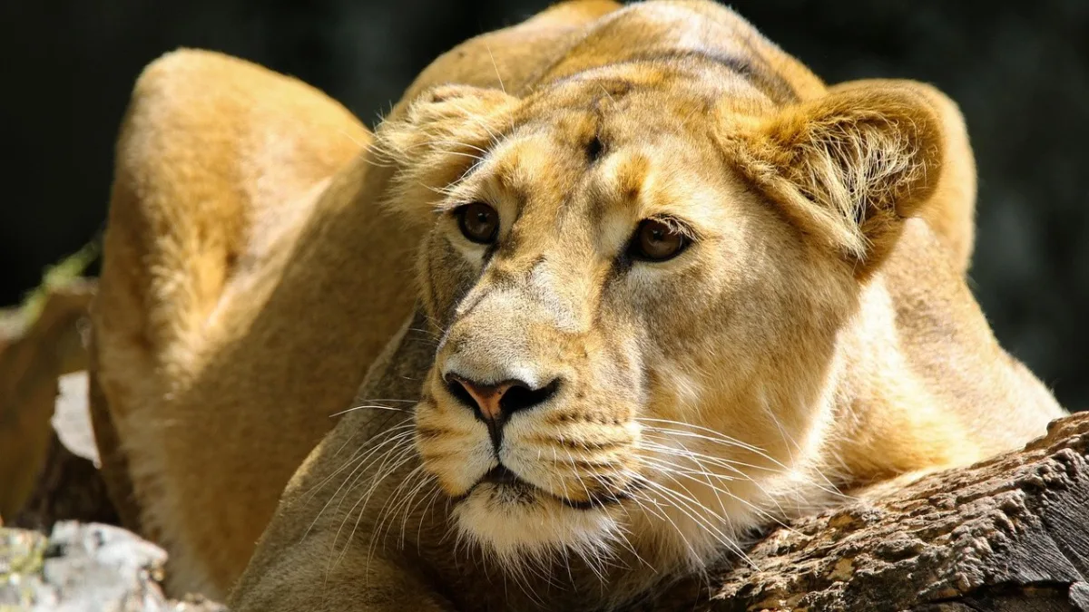 La Grande Migration au Serengeti : vue d'ensemble du plus grand mouvement animalier terrestre