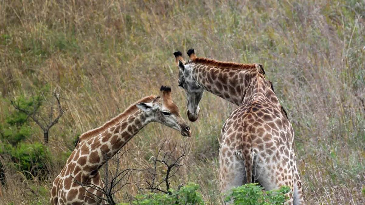 Ornithologie en Tanzanie : préparer son safari birdwatching
