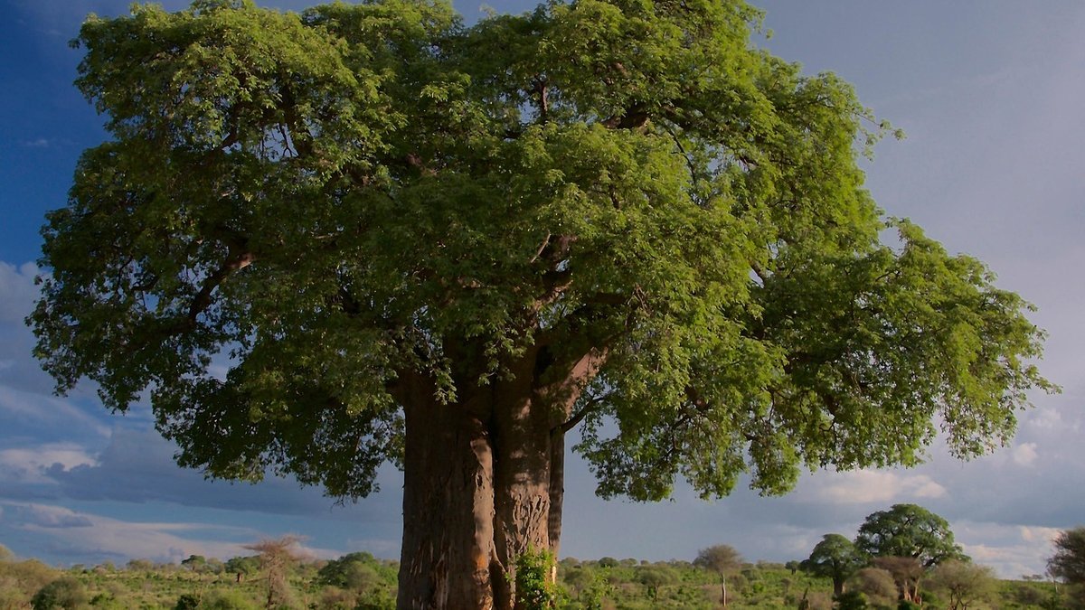 Parc de Tarangire en Tanzanie