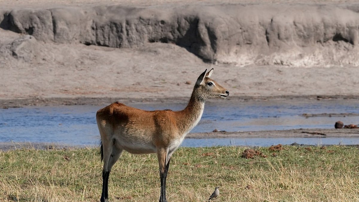 Parc sauvage de Tanzanie