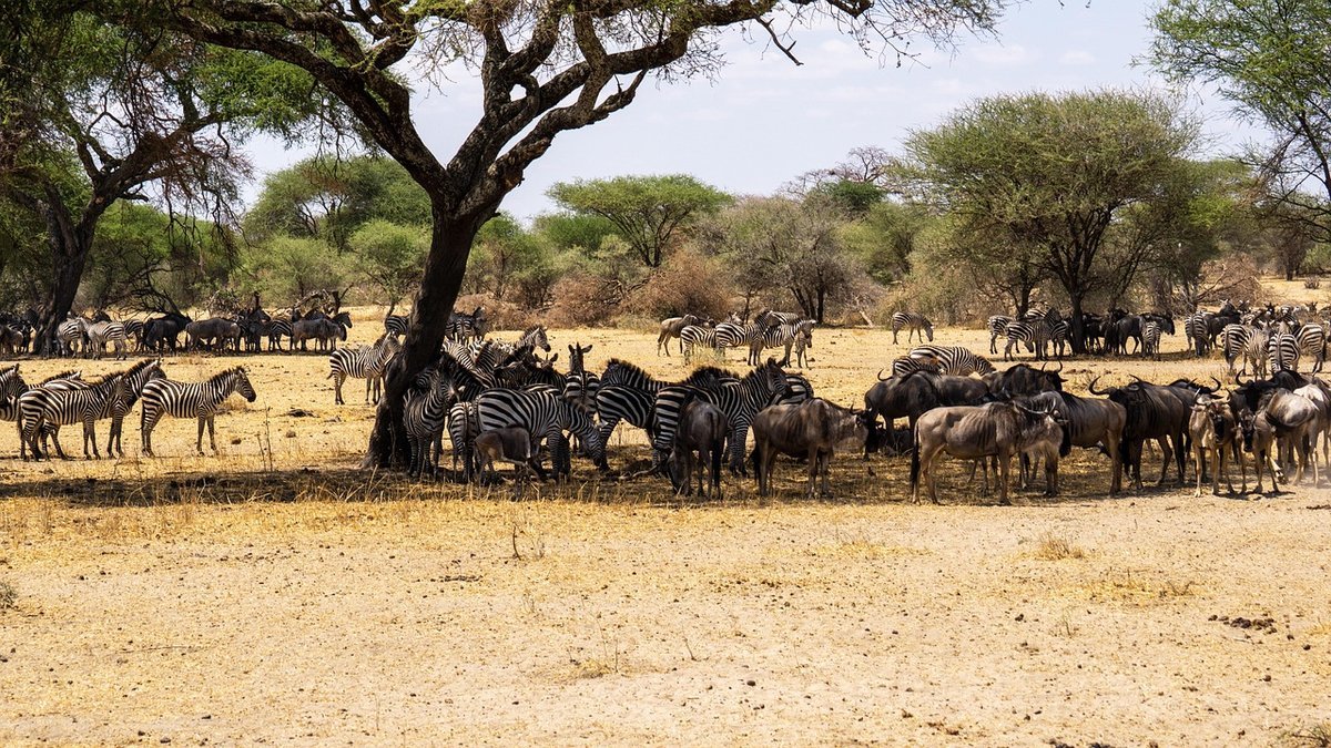 Paysages de Tanzanie