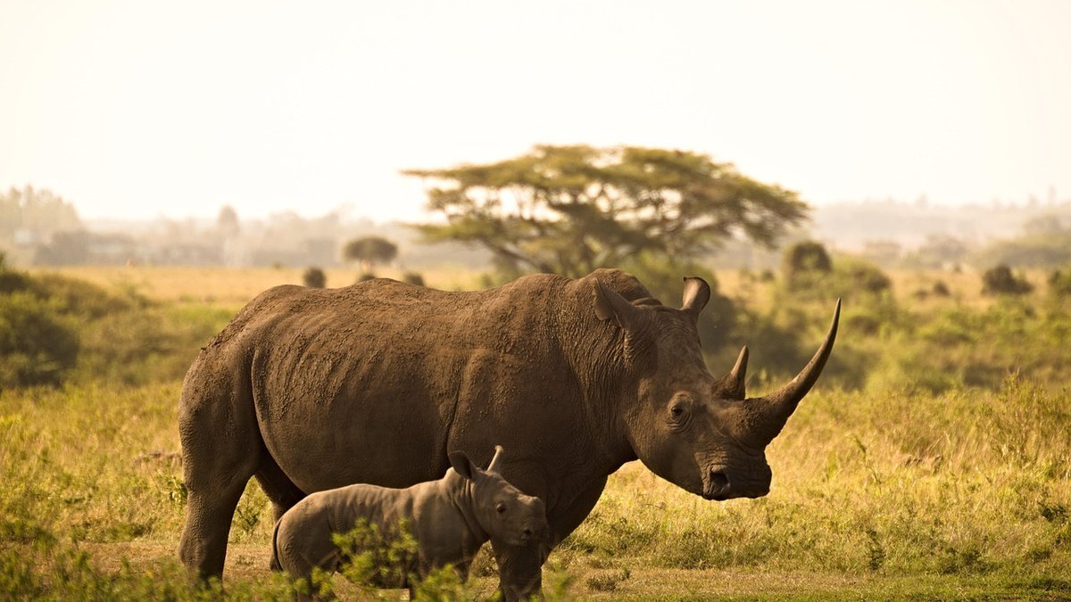 Paysages du Kenya
