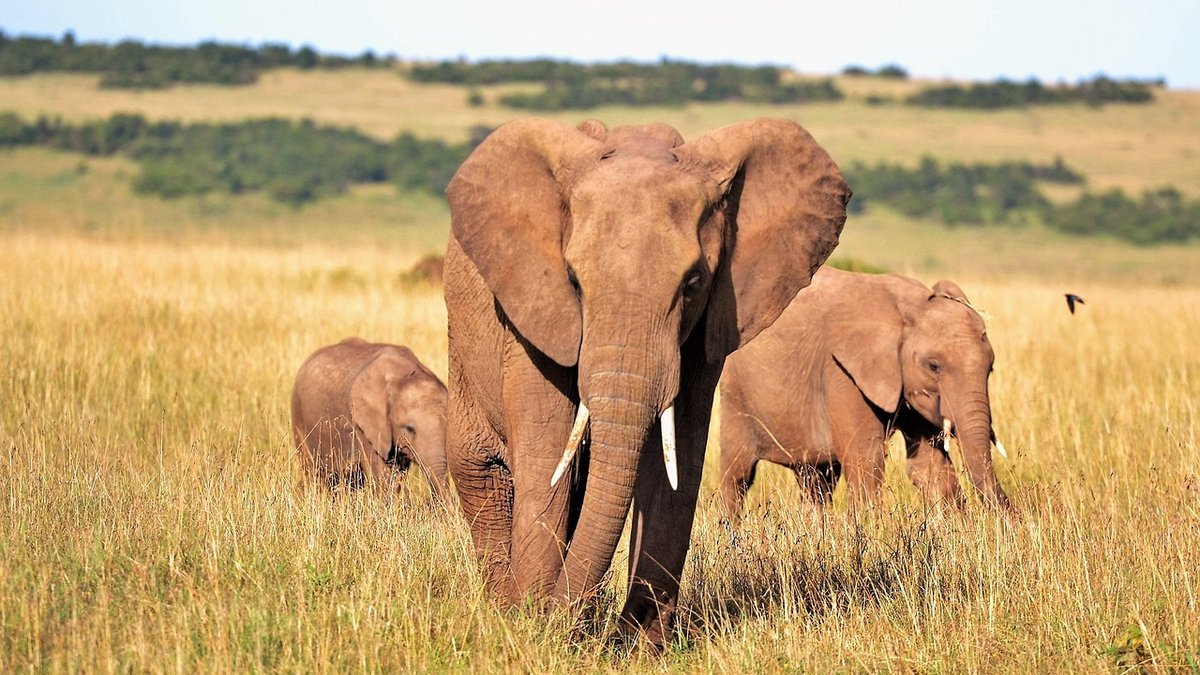Paysages du Kenya
