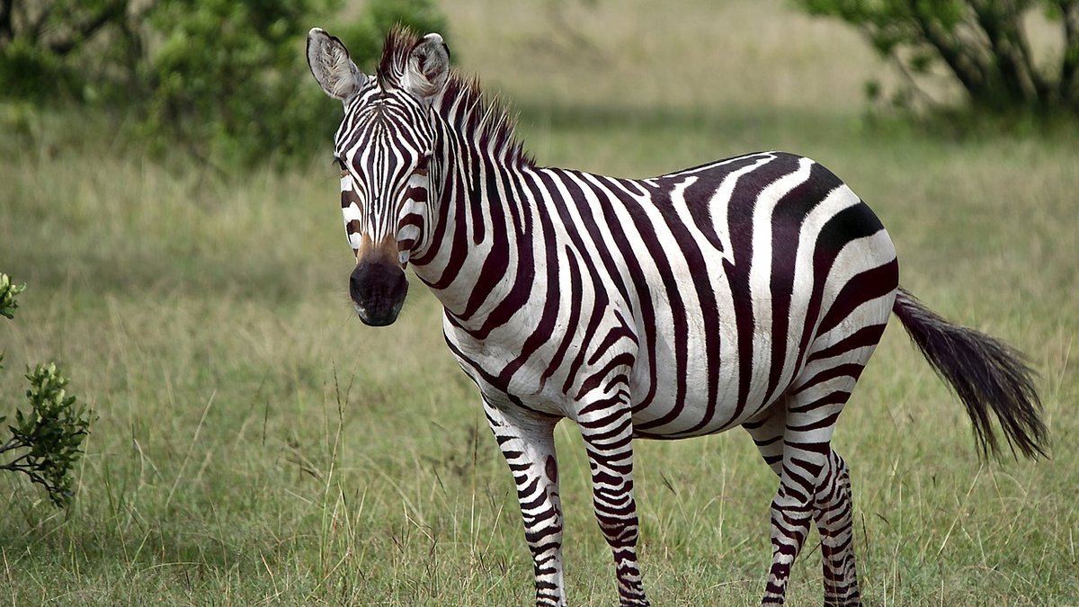 Paysages du Kenya
