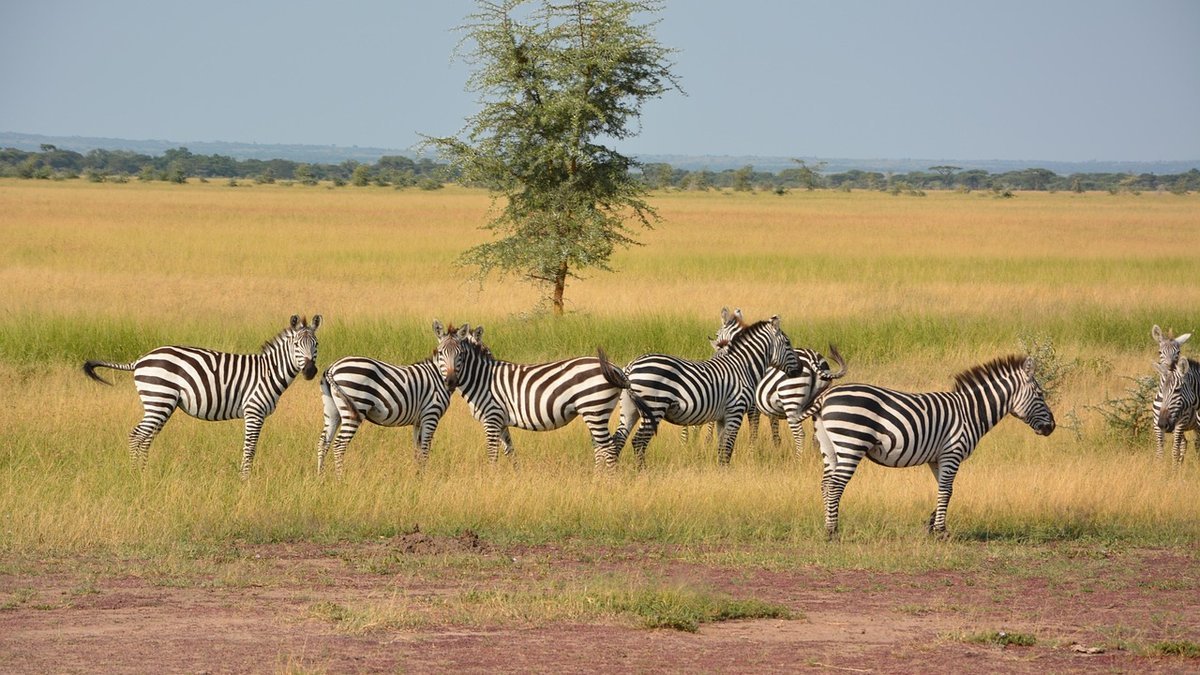 Plaines du Serengeti en Tanzanie