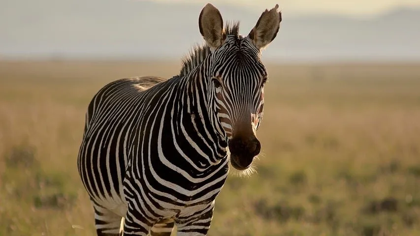 Parc national du Serengeti : guide complet du plus célèbre parc national d'Afrique