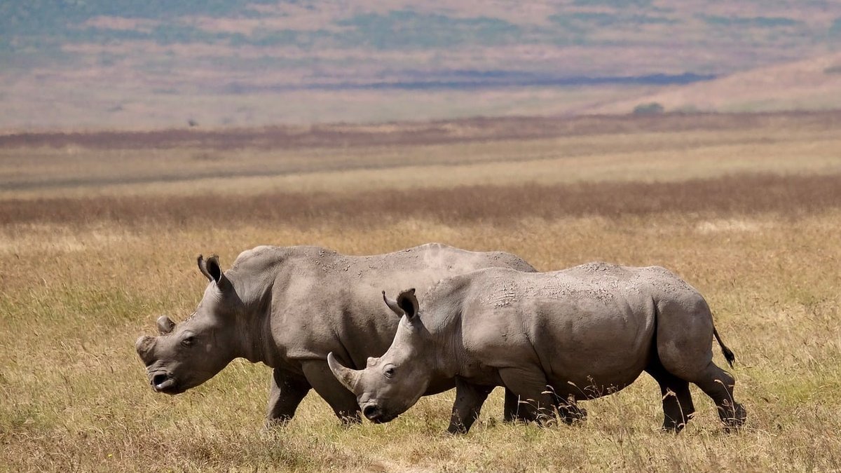 Protection de la faune au Kenya