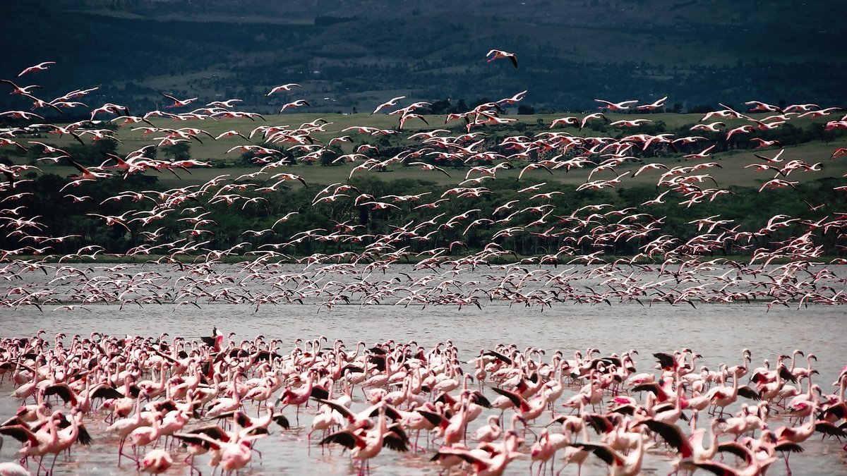 Safari au Kenya