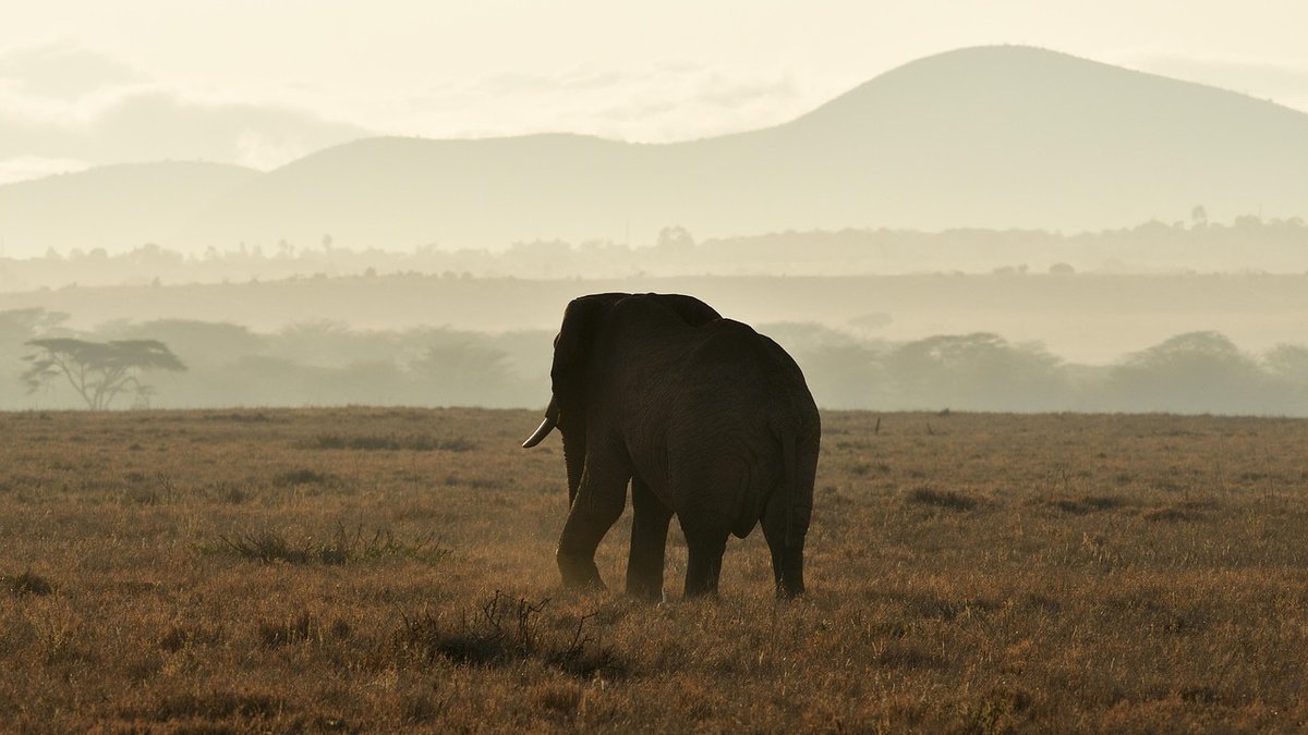 Safari au Kenya