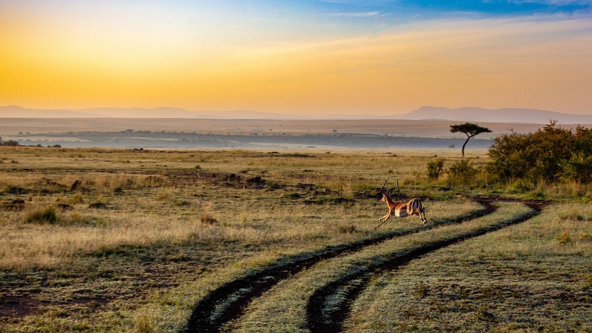 Safari au Kenya