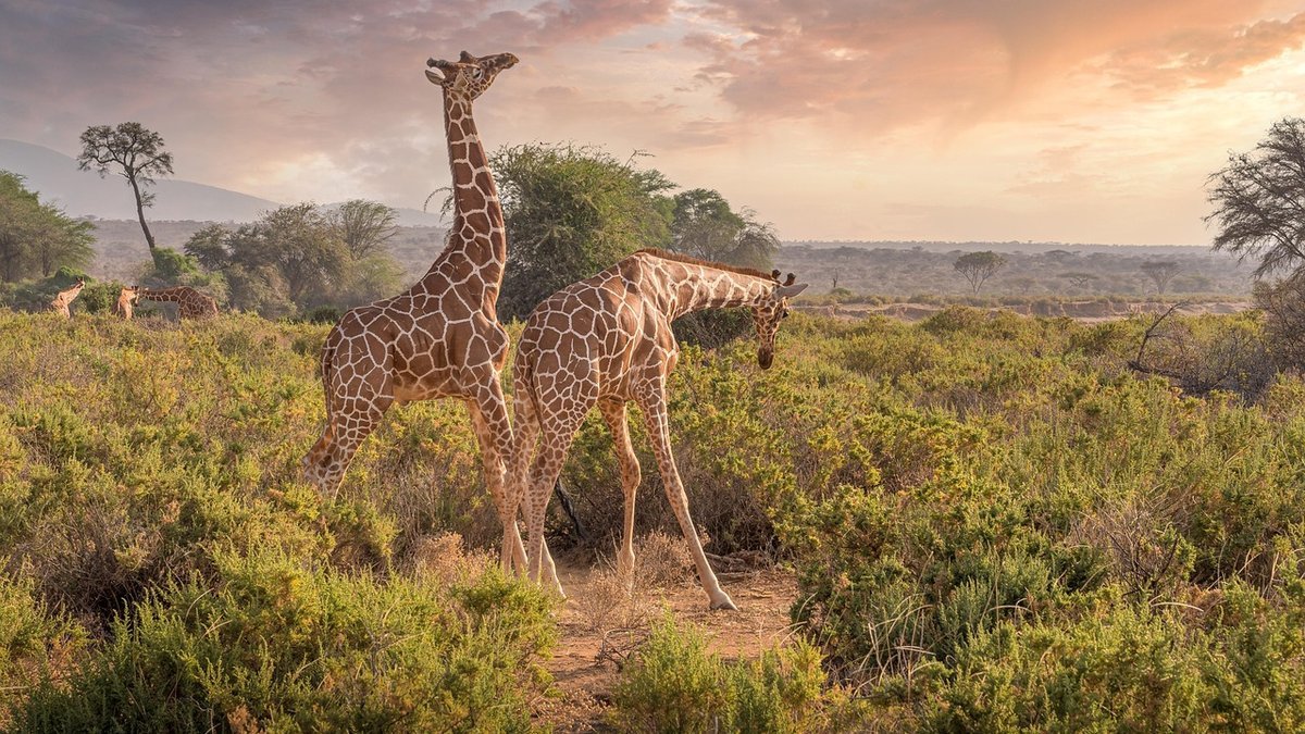 Safari au Kenya