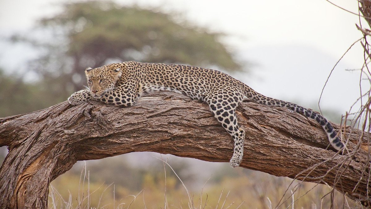 Safari au Kenya