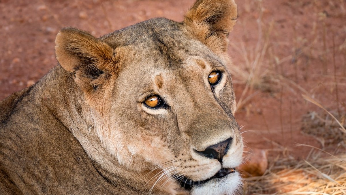 Safari au Kenya
