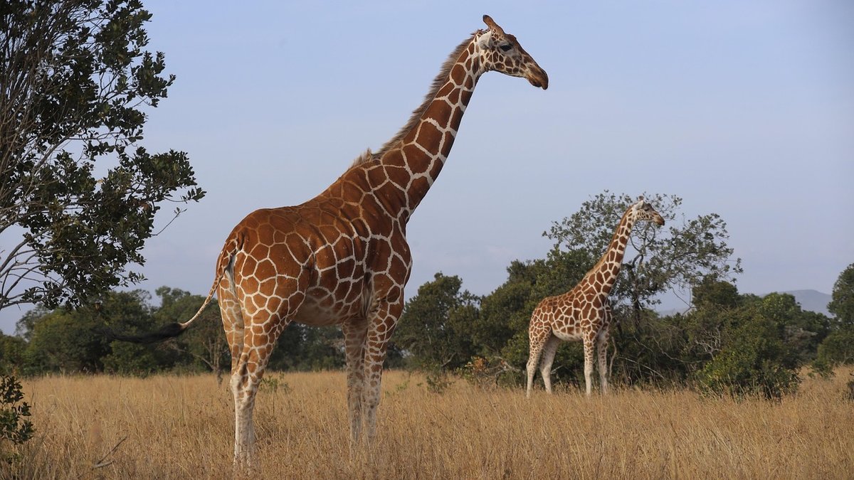 Safari au Kenya