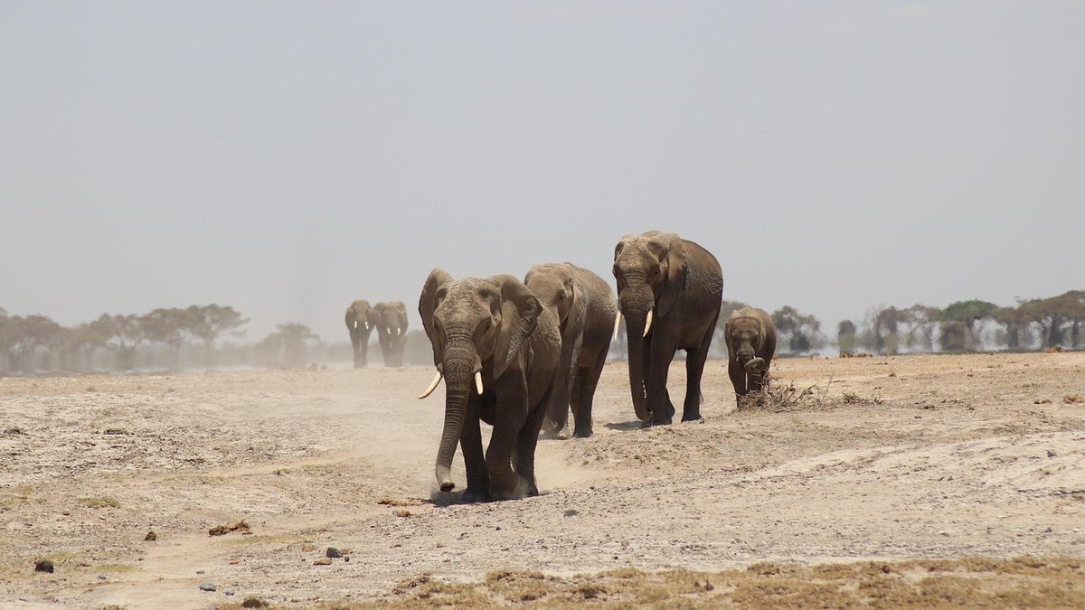 Safari au Kenya