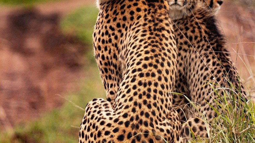 Safari au Kenya