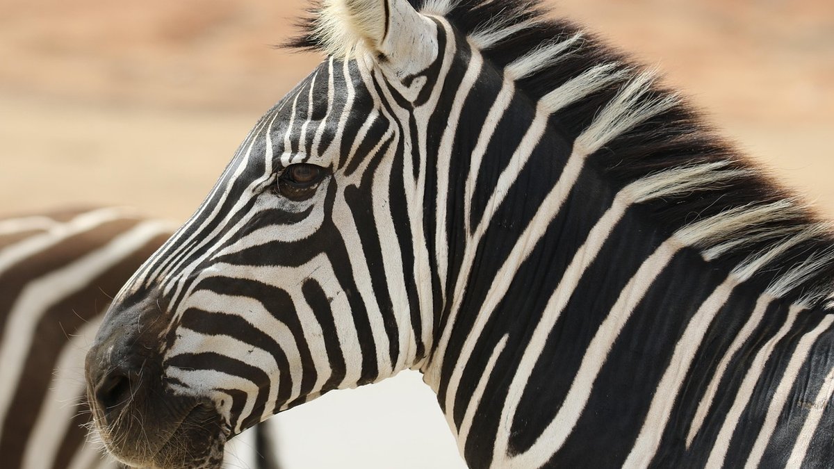 Safari en famille en Tanzanie