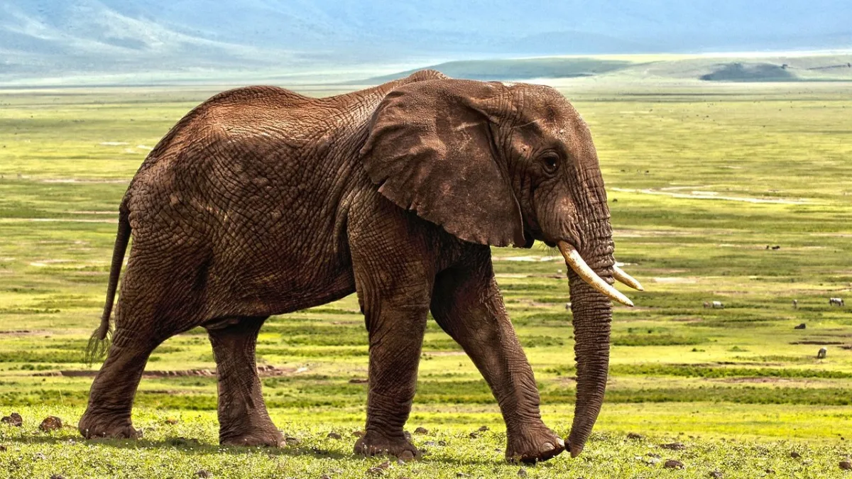 Safari pour photographes en Tanzanie : organiser un voyage taillé pour l'image