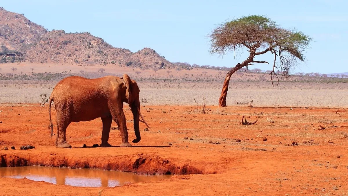 Safari et plage au Kenya : le combiné idéal pour votre voyage