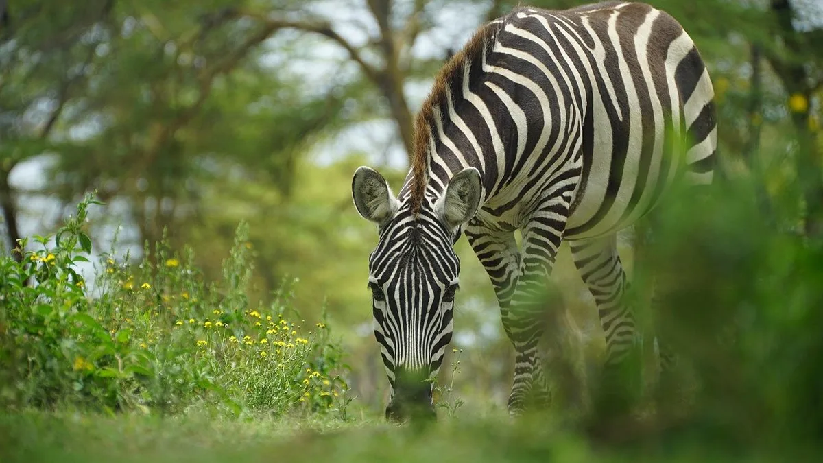 Safari au Kenya en solo : guide pour voyageurs indépendants