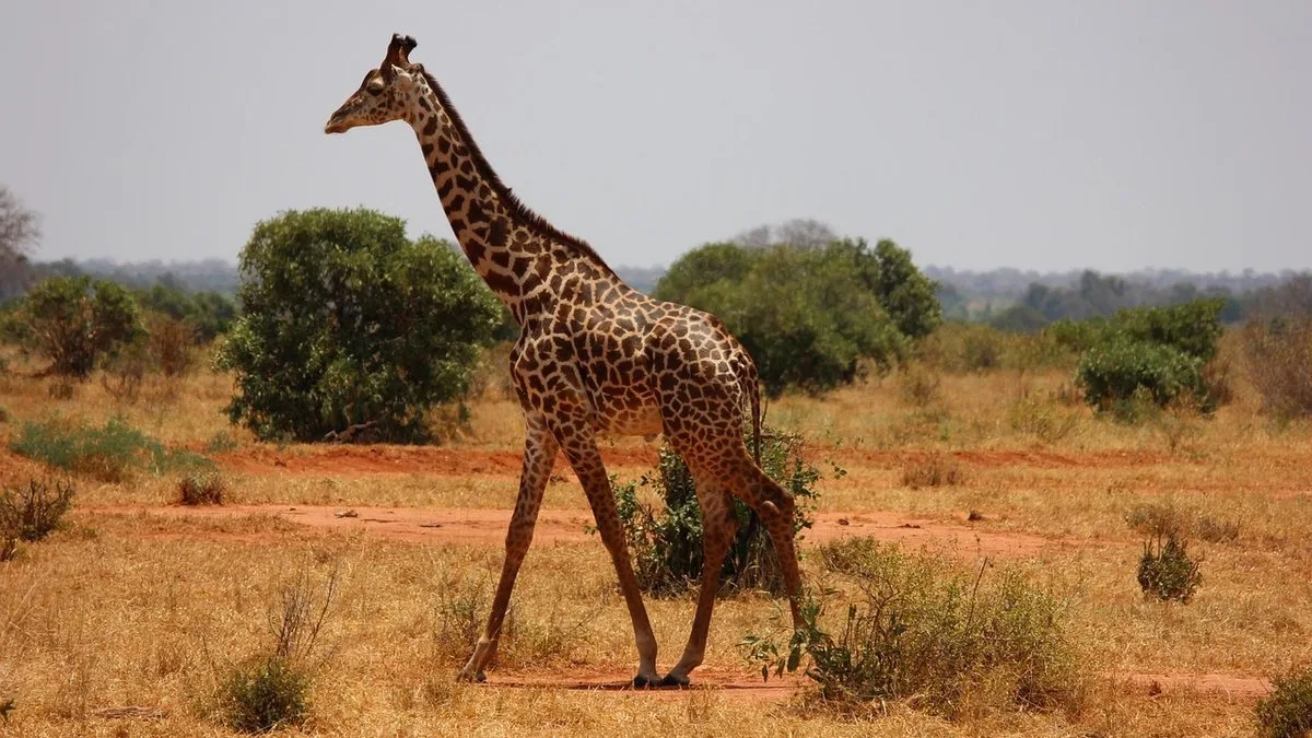 Safari au Kenya en mars : la dernière fenêtre sèche avant les Long Rains
