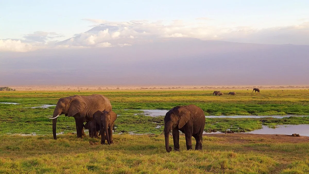 Le game drive au Kenya : déroulement complet d'une sortie safari