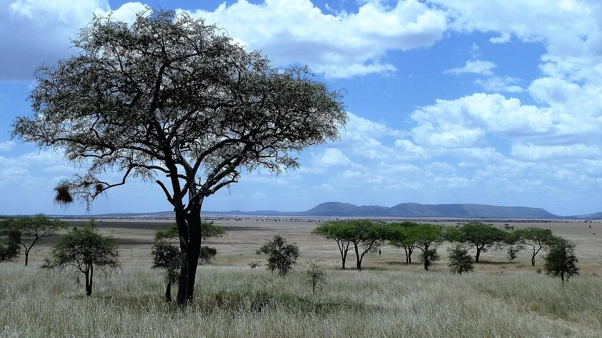 Autres combinés safari en Tanzanie : Rwanda, Ouganda, Botswana et Afrique du Sud
