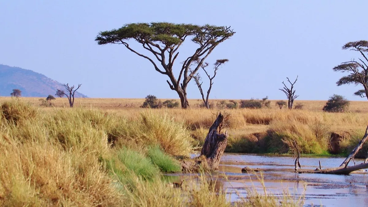 Tourisme responsable en Tanzanie : voyager avec sens et impact positif