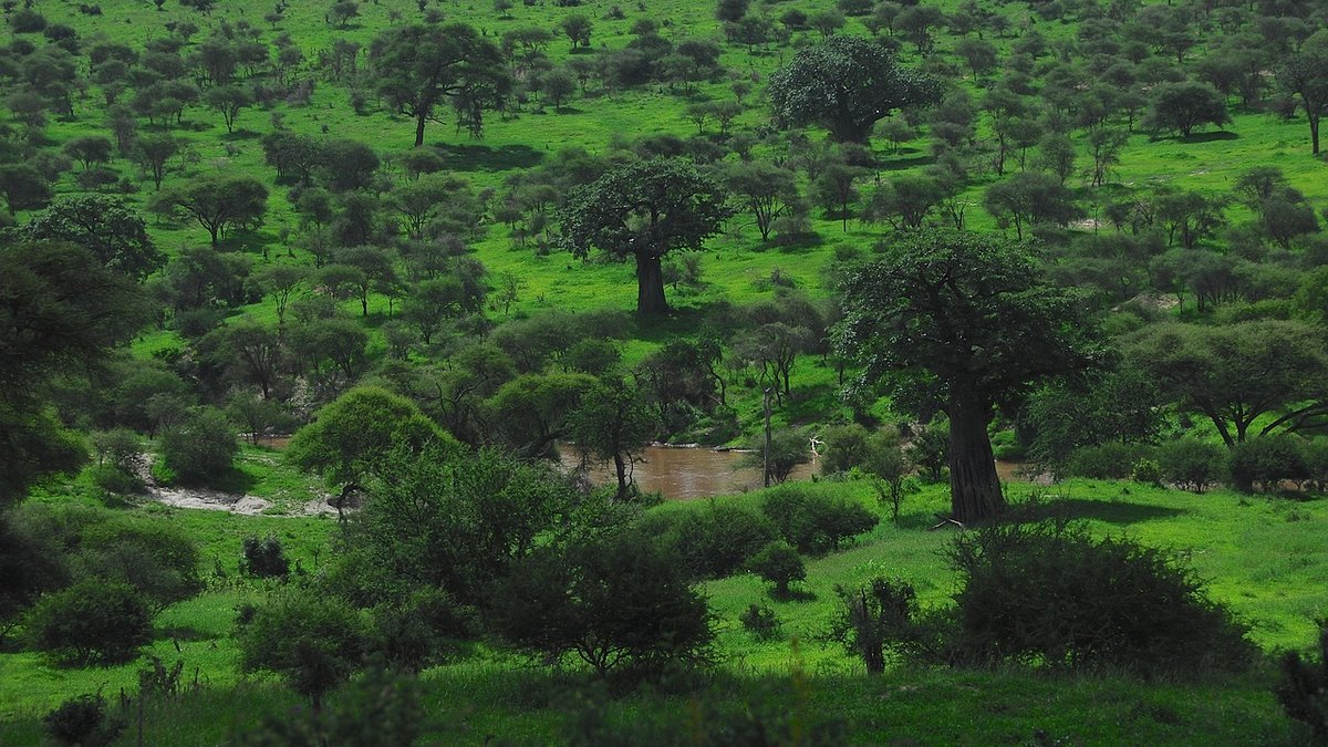 Savane de Tanzanie