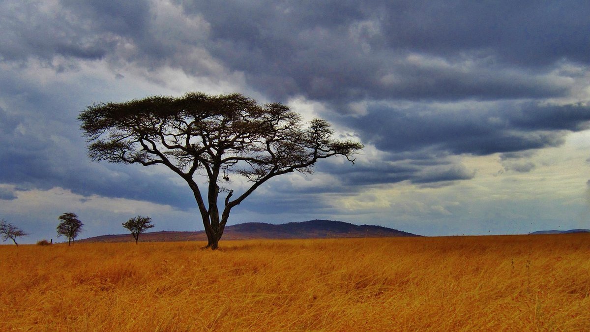Savane de Tanzanie